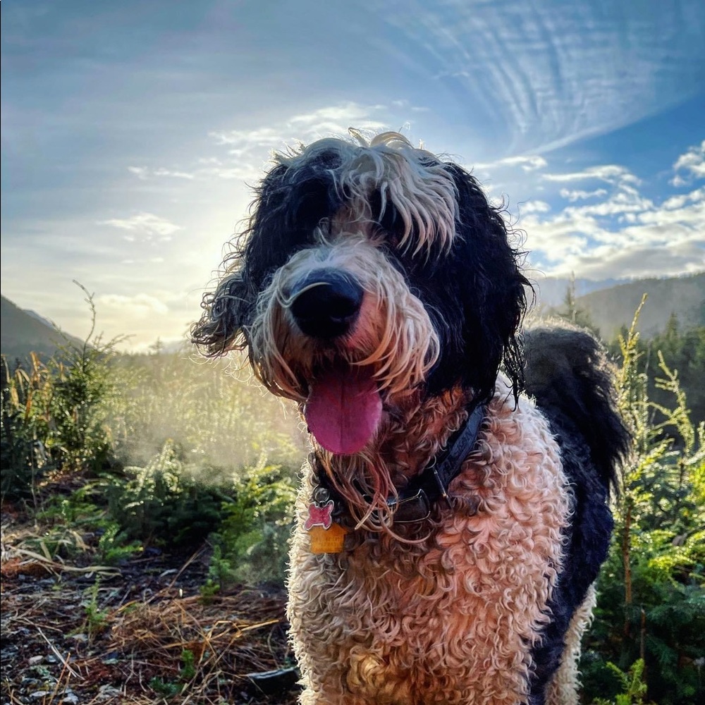 Meet your Posher, Dana